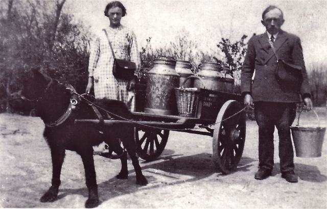 Bij het begin van hun ronde verkochten ze melk en gezien de slechte staat van de wegen, tegen het einde boter.